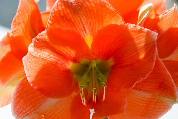 Mon Amaryllis Fait Des Feuilles Mais Pas De Fleur