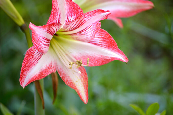 Mon Amaryllis Fait Des Feuilles Mais Pas De Fleur