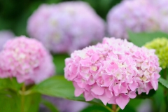 Hortensia