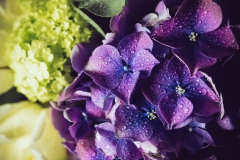 Hortensia