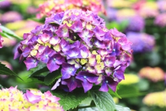 Hortensia