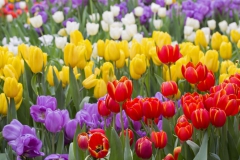 Tulipe