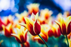 Tulipe