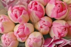 Tulipe