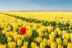 Tulipe