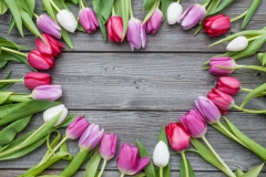 Tulipe