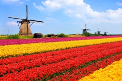 Tulipe