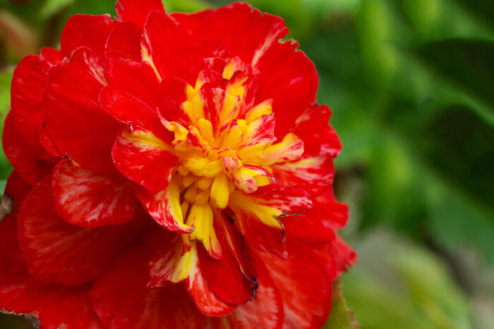 Begonia