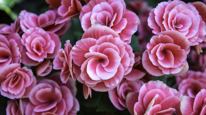 Begonia