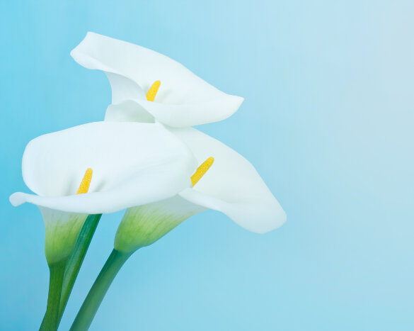 Fleurs pour le Fête des Mères