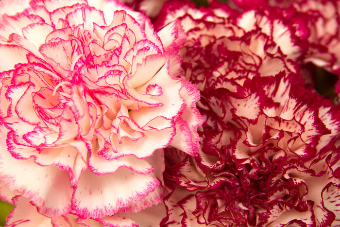 Fleurs de Naissance