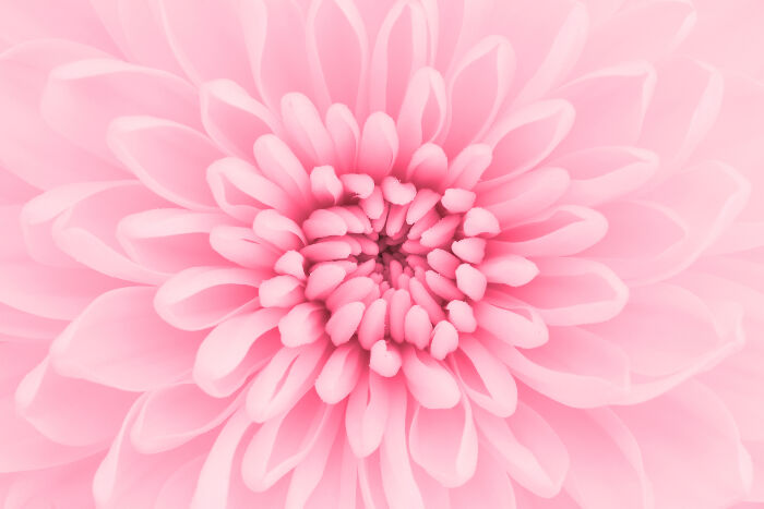 Chrysanthème