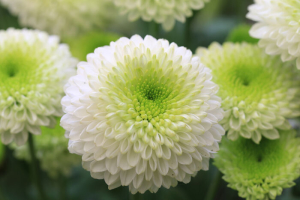 Chrysanthème