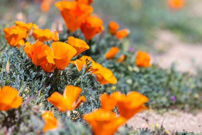 Coquelicot