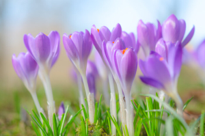 Crocus