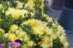 Freesia