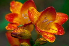 Freesia