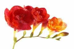 Freesia
