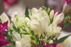 Freesia