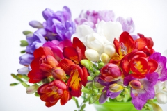 Freesia