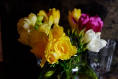 Freesia