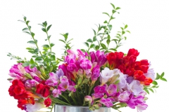 Freesia