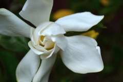 Gardénia