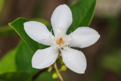 Gardénia