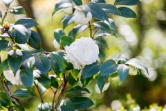 Gardénia
