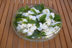 Gardénia