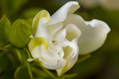 Gardénia