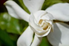 Gardénia