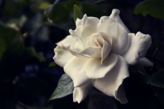 Gardénia
