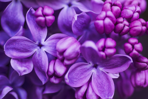Lilas