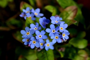 Myosotis
