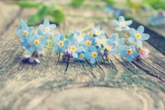 Myosotis