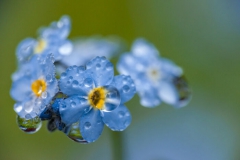 Myosotis