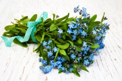 Myosotis