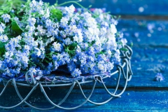 Myosotis