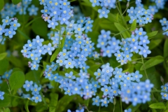 Myosotis