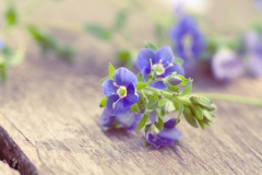 Myosotis
