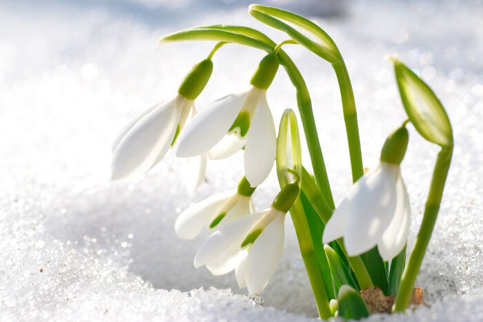 Fleurs de Naissance