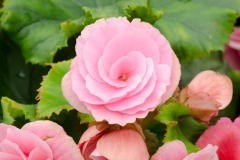 Bégonia