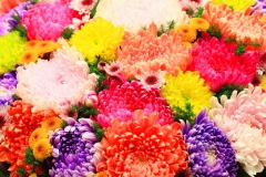 Chrysanthème