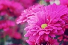 Chrysanthème