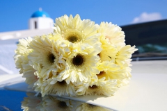 Chrysanthème
