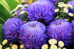 Chrysanthème