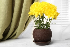 Chrysanthème