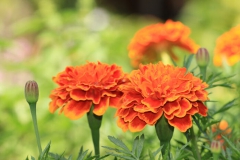 Chrysanthème