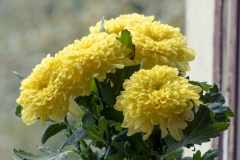 Chrysanthème